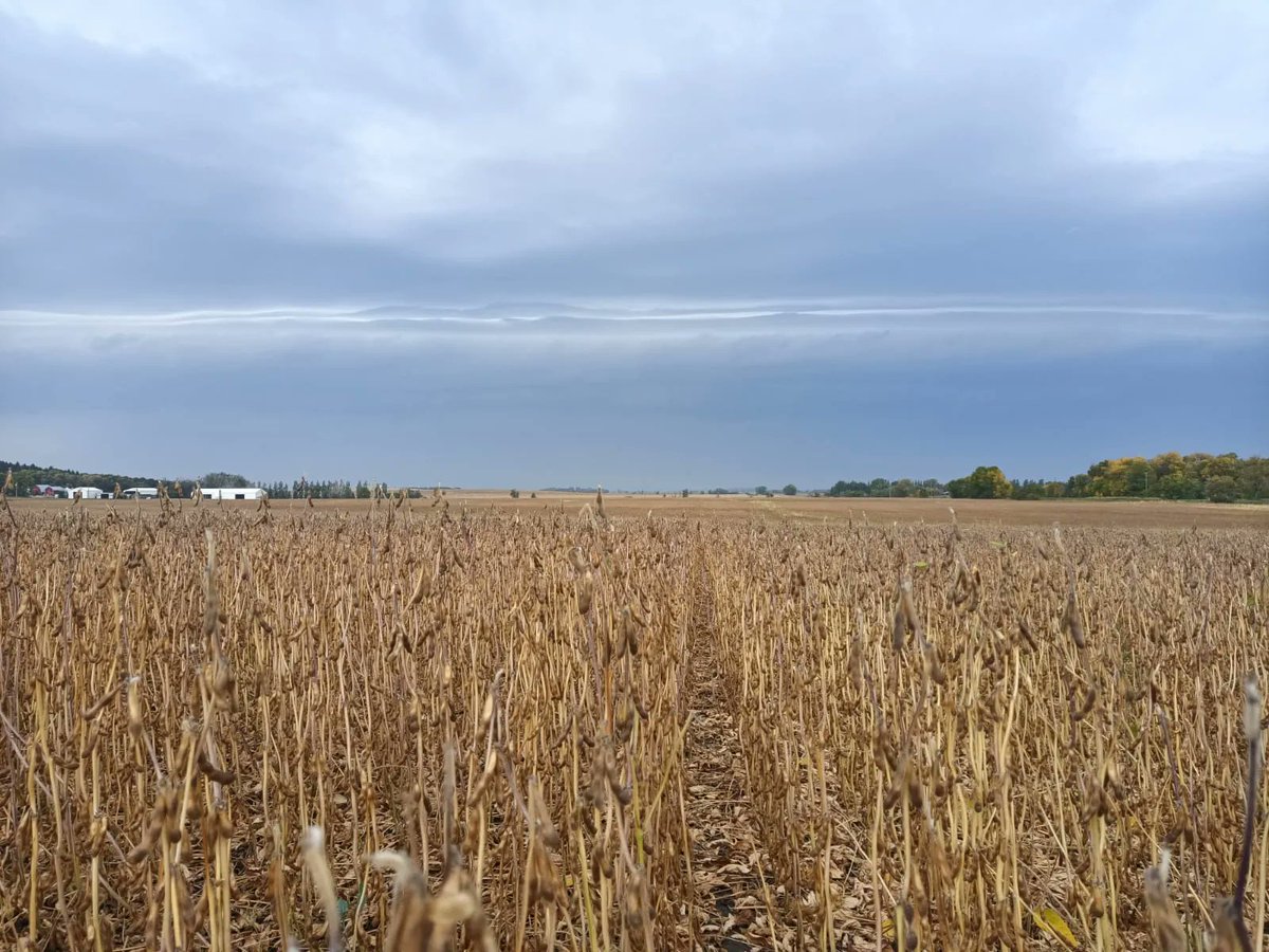 bmartelag's tweet photo. It's like a roulette game of "when will I start to get rained on". π π²
That was my reality a few weeks ago when inspecting soybeans. Luckily I won this time able was able to finish, beating the rain! πͺ π§οΈ
#agriclulture #inspection #AgCall #cropinspections #soybeans https://t.co/jlPUr5dOHW