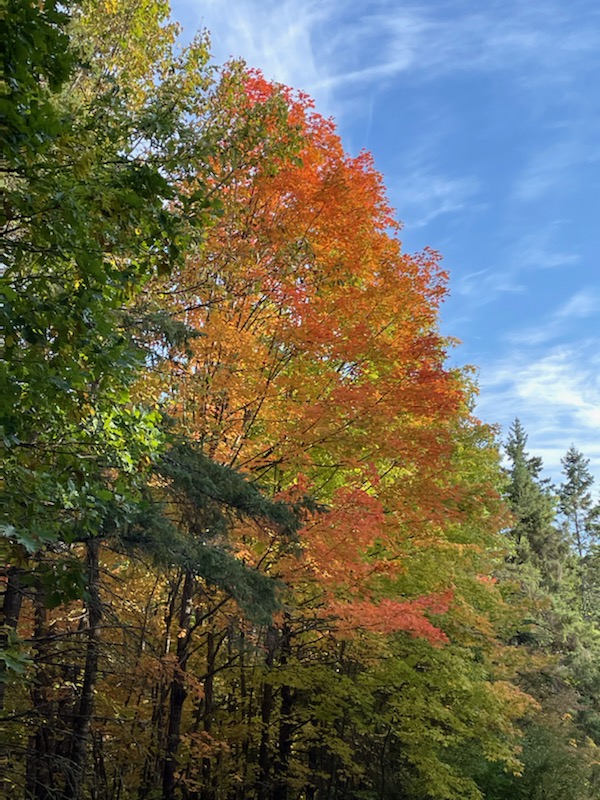 Chippewa National Forest tweet media