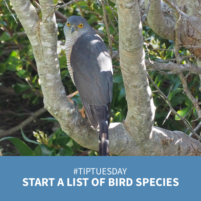 overbergcrane's tweet photo. #TipTuesday - Why not start your very own bird list for your garden?

You can easily create such a list on #Birdlasser, by adding a trip card for your garden. You just never know what you might see, like this #AfricanGoshawk that visited a garden in #Bredasdorp recently. https://t.co/qwO5lVmqL7