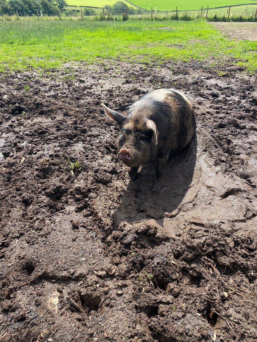 We have Gloucestershire Old spot x KuneKune coming in next week These pigs over the last year have been fed on nuts, fruit and vegetables grown on the farm they are on. Once classed as a rare breed with less than 2,000 pure bred KuneKunes left in the world!