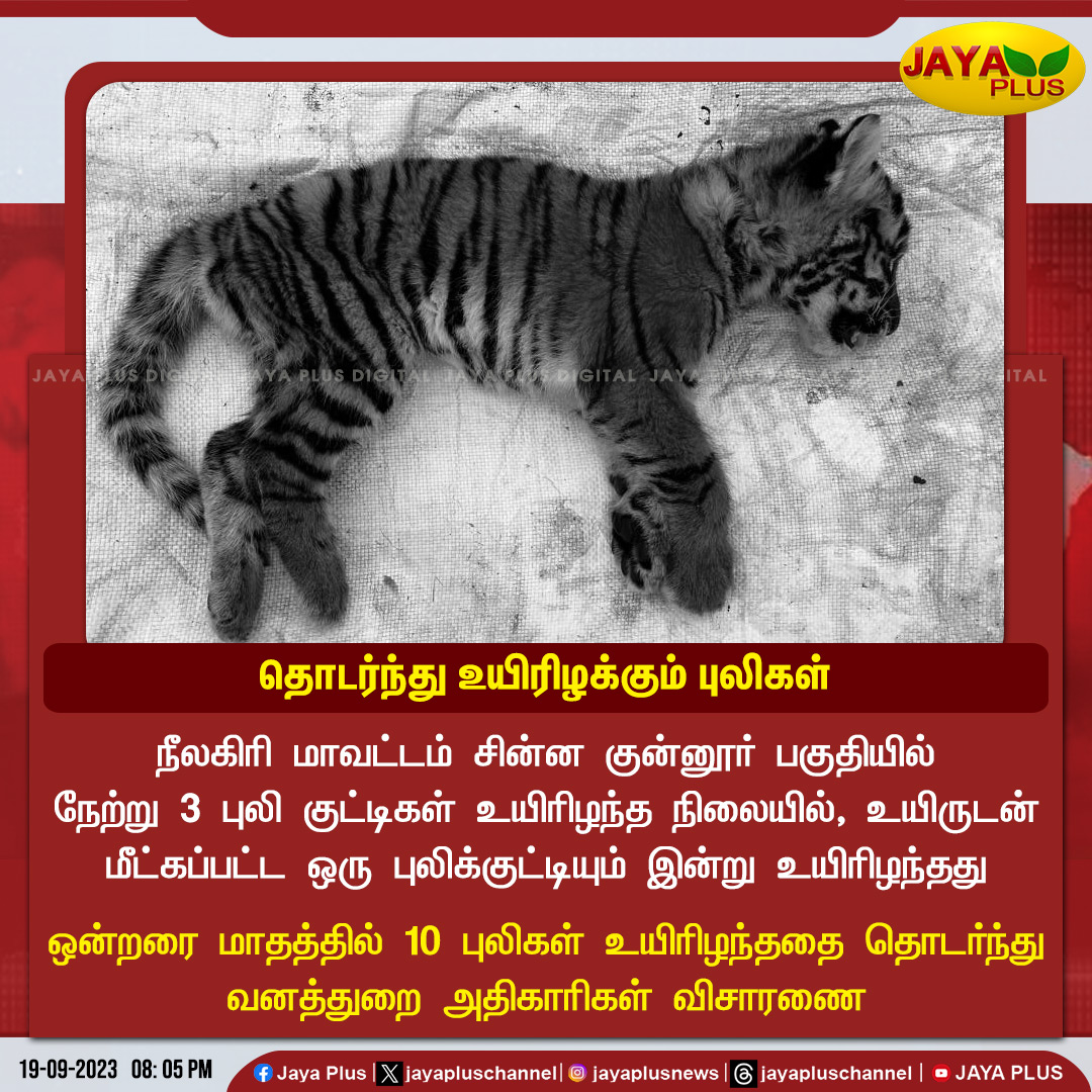 jayapluschannel's tweet photo. நீலகிரி மாவட்டத்தில் தொடர்ந்து உயிரிழக்கும் புலிகள்
#Nilgiri #ChinnaCoonoor #Tigers #ForestDepartmentOfficials #JayaPlus https://t.co/AR0RtUd9cv