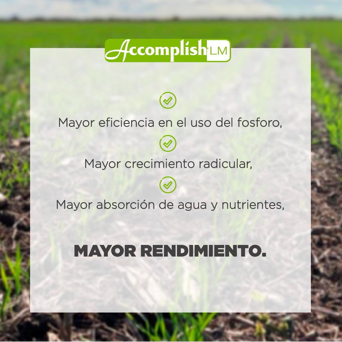 ✅ Accomplish LM es un catalizador bioquímico diseñado para mejorar la disponibilidad del fósforo del fertilizante y así aumentar su eficiencia de uso.

¡Probalo en tu cultivo de maíz y sorprendete con los resultados de Accomplish📈!

#Nutrien #MásNutrienParaVos