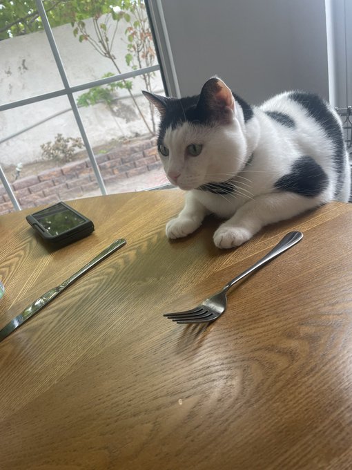 When my cat, Churro, wants to join in on breakfast&hellip;. Lol. https://t.co/mGd3LfpSB6