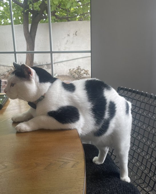 When my cat, Churro, wants to join in on breakfast&hellip;. Lol. https://t.co/mGd3LfpSB6