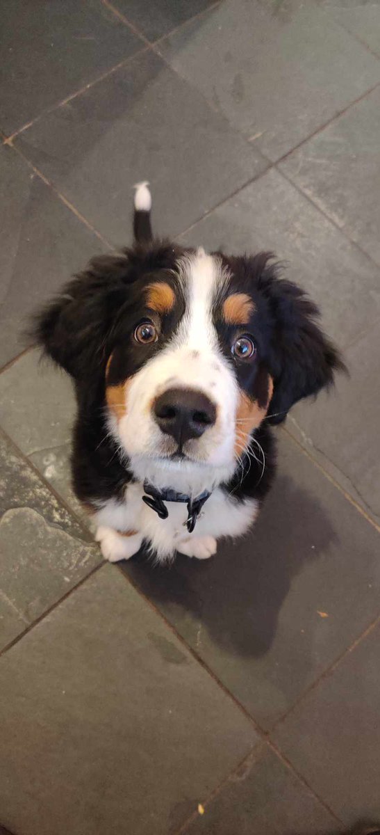 AClaurenG's tweet photo. My little man Toast says hi!! https://t.co/lHJMdantTa