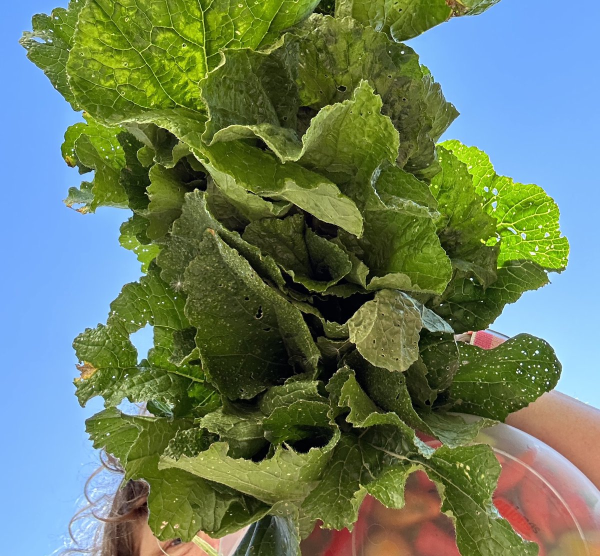 treebiology's tweet photo. #turnipgreens #harvest #bluesky #selfie #urbanfarm #suburbia #nospray #growyourown #nutrition #getoutside #columbus #ohio https://t.co/VpV3xLHZgT