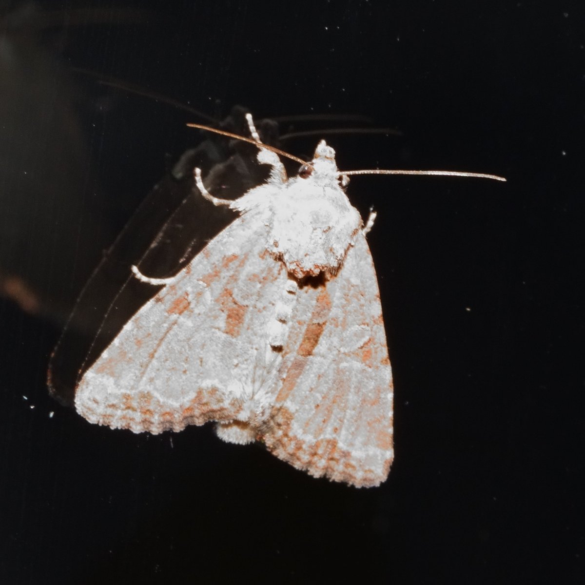 Peter Hendry tweet media