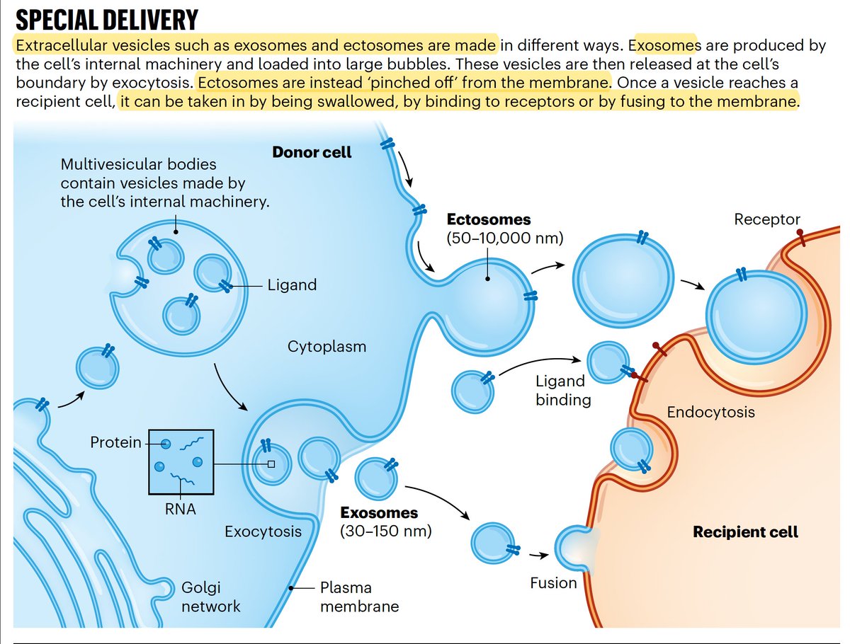 When EVs don't stand for electric vehicles....
Extracellular vesicles are the "FedEx for your cells" as laid out in this new feature <a href="/Nature/">nature</a> by <a href="/alison_c_abbott/">Alison Abbott</a> with many clinical implications
nature.com/articles/d4158…