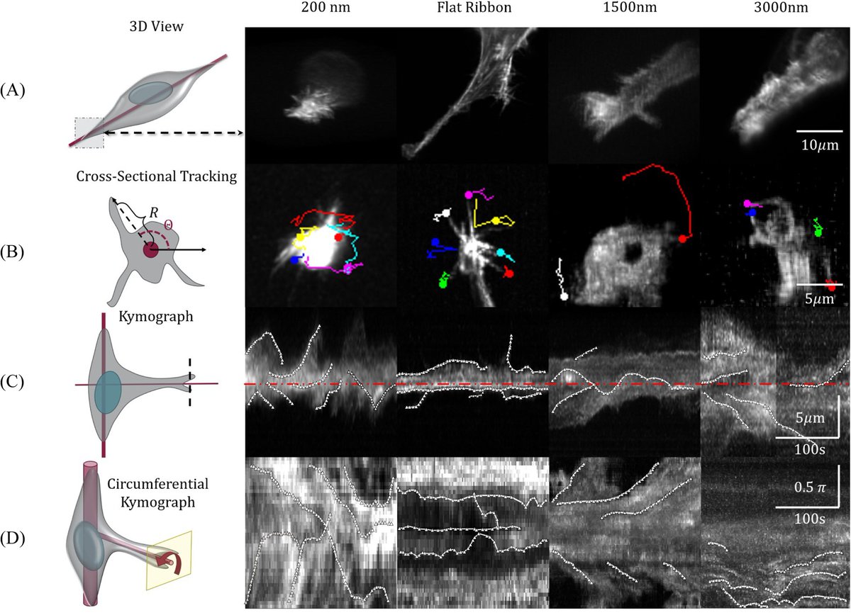 NatureComms's tweet image. Combining 3D imaging with theoretical models, the authors show in this work that coiling occurs naturally on curved surfaces due to energy minimization. @rajsadhu3903 @Amrinder_Nain  #Coiling #Rotationalspreading #cellprotrusion #ECM #fibers #mechanobiology #matrix