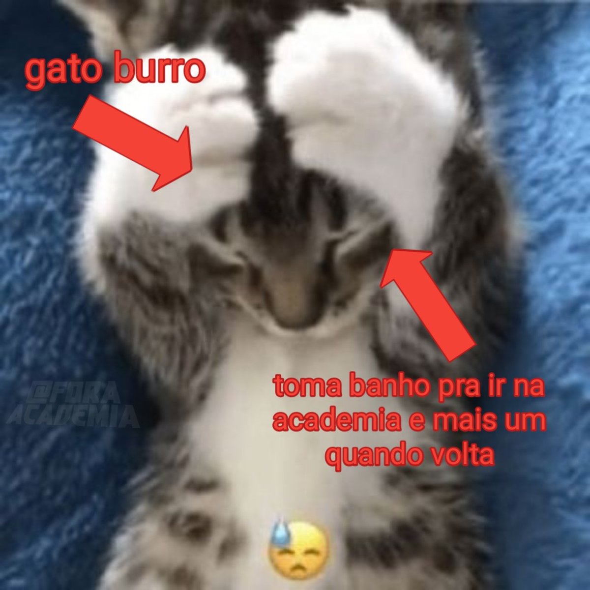 Gato burro #gatoburro #catfail #shitpost #gato #gatostiktok