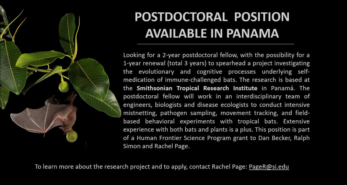 RalSimon's tweet image. We are looking for a postdoc joining our team in Panama. Please RT and reach out to Rachel Page for any questions!🍈🦇