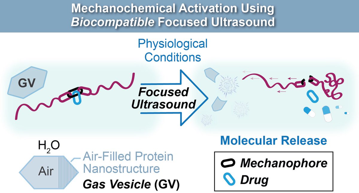 Delighted to share the latest paper from @TheRobbGroup in collaboration with @mikhailshapiro’s group online now in @PNASNews. Mechanophore activation using #biocompatible focused ultrasound! Huge congrats to @Molly__McFadden and @yuxing_yao and coworkers! doi.org/10.1073/pnas.2…