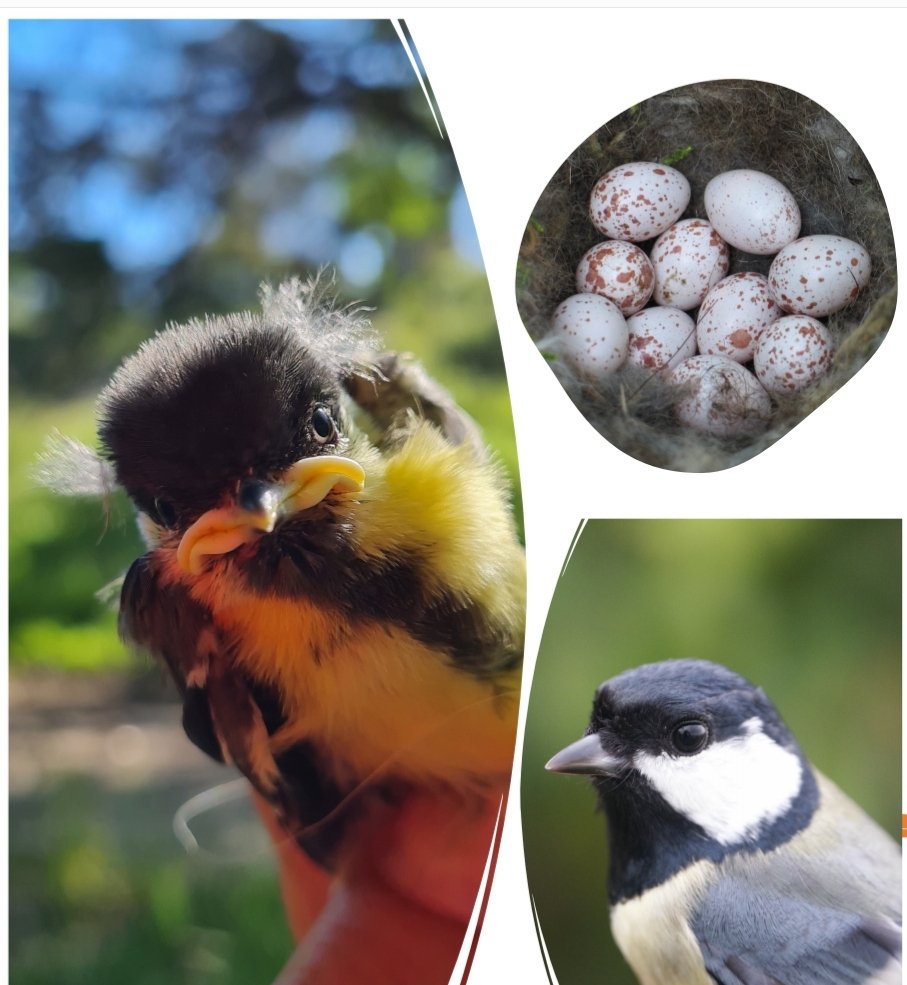 AlinaCristian6's tweet image. Réunion à l'@AcademieClimat pour la mise en place du projet ACACIA au @CollgeCourteli1 : engager les élèves dans un projet collaboratif et pluridisciplinaire sur les mésanges charbonnières (cycle 3) 🐦🐦
@cefemontpellier @CNRS @Academie_Paris @acmontpellier