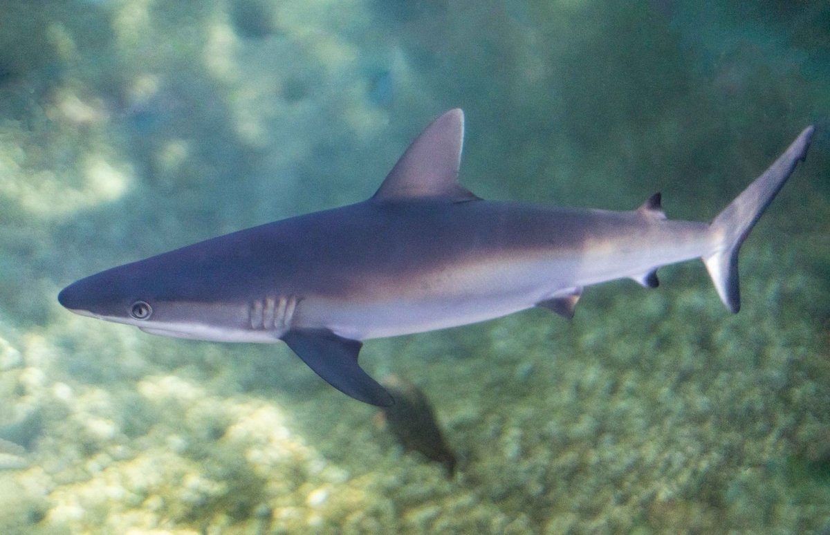 School Of Sharks tweet media