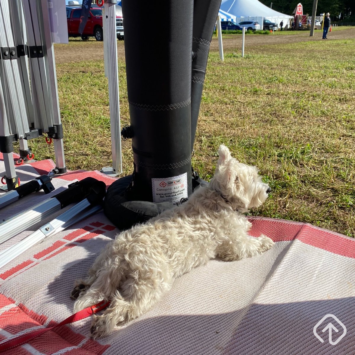 This week starting today, we are set up at @IPM2023official

Swipe 👉 to see Ela, our little mascot! 🐶

#plowingmatch #internationalplowingmatch #expo #branding #setup #surfturfshelters #popupshelter #popupcanopy #popupframe #popupshop
