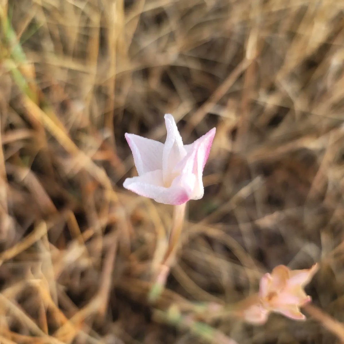 EmmaGoldmanBookClub tweet media