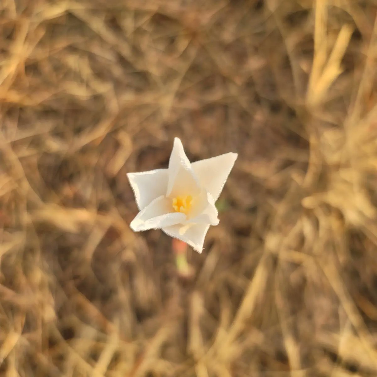 EmmaGoldmanBookClub tweet media