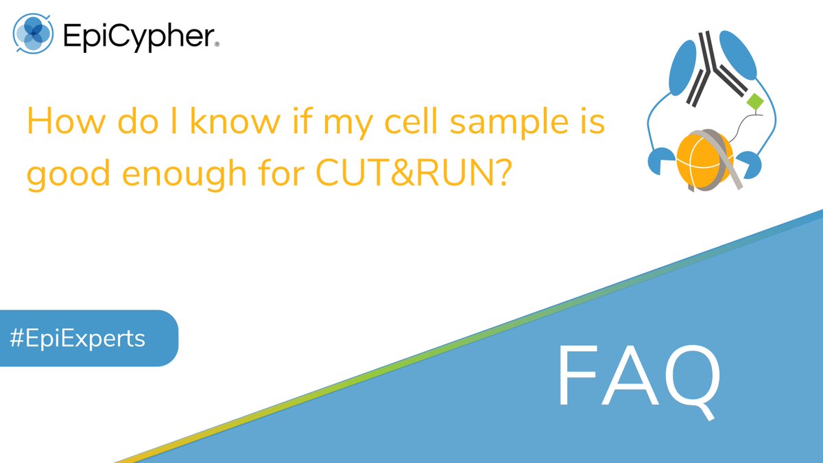 Our scientists answered! 

We focus on a number of features when it comes to sample quality: morphology/integrity, viability, and total cell counts. Go to our Tech Support Center to learn more about assessing your sample for CUT&RUN: hubs.la/Q022HNP60
#EpiExperts