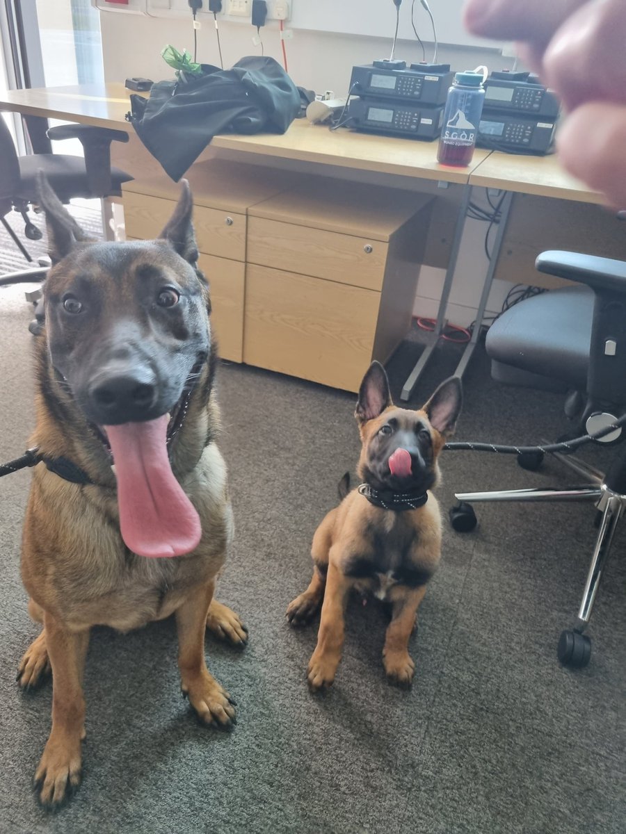 K9Scottish's tweet photo. Happy #TongueOutTuesday π
from
#TPDThor and #TPDTag
#PoliceDogsOfTwitter #PolicePups https://t.co/kcKzmYSgSD