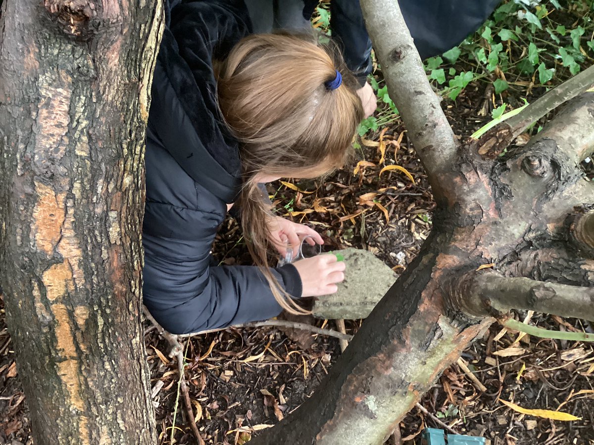 RegentFarmFirst's tweet photo. We’re going on a bug hunt! Year 4 found lots of invertebrates today as part of their science topic. #creepycrawlie #classification #exploringourworld https://t.co/N2sVsZfwFK