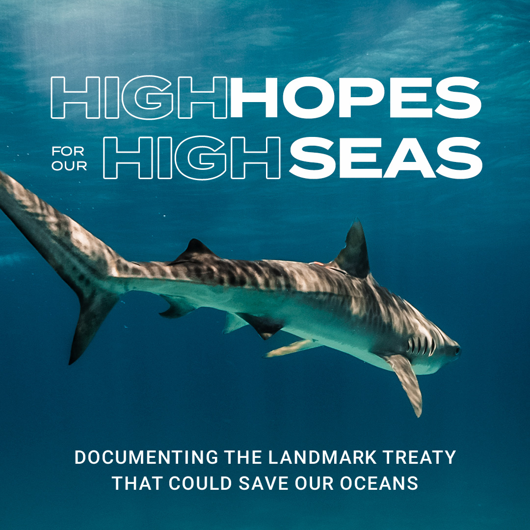 Beneath The Waves tweet media