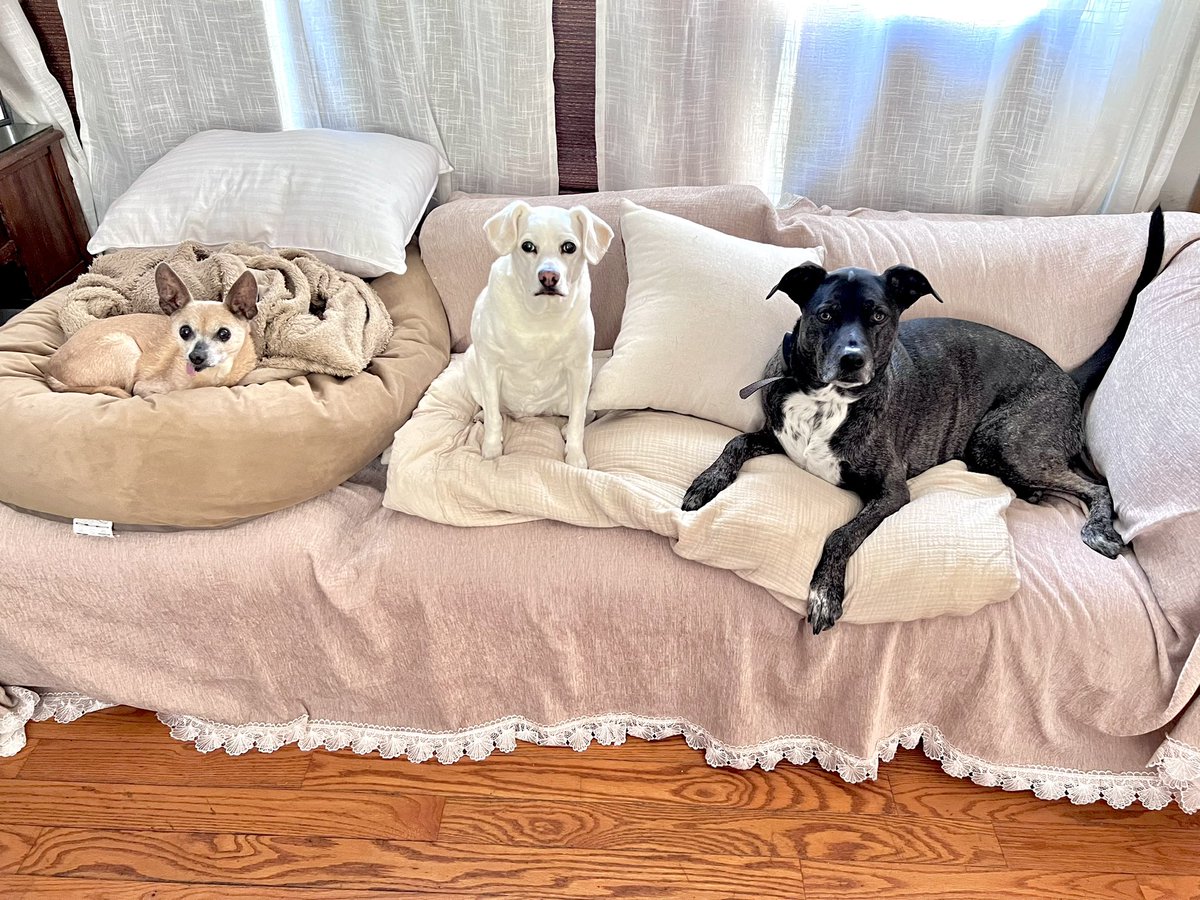 Juniper Bear and the Couch Potatoes tweet media