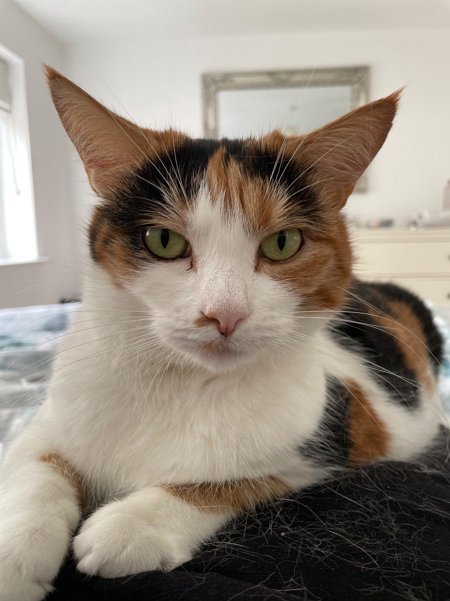 PebblesAndSeth's tweet photo. Pebbles 🐾 Mum and I just did a 20 minute meditation class and it was wonderful. First, she lay down on the bed and I thought I might as well get my fluff on her black t-shirt so I climbed on top of her. 
#CatsOfTwitter #CatsOnTwitter #CatsOfX #CatsOnX https://t.co/61BFOs6rr5