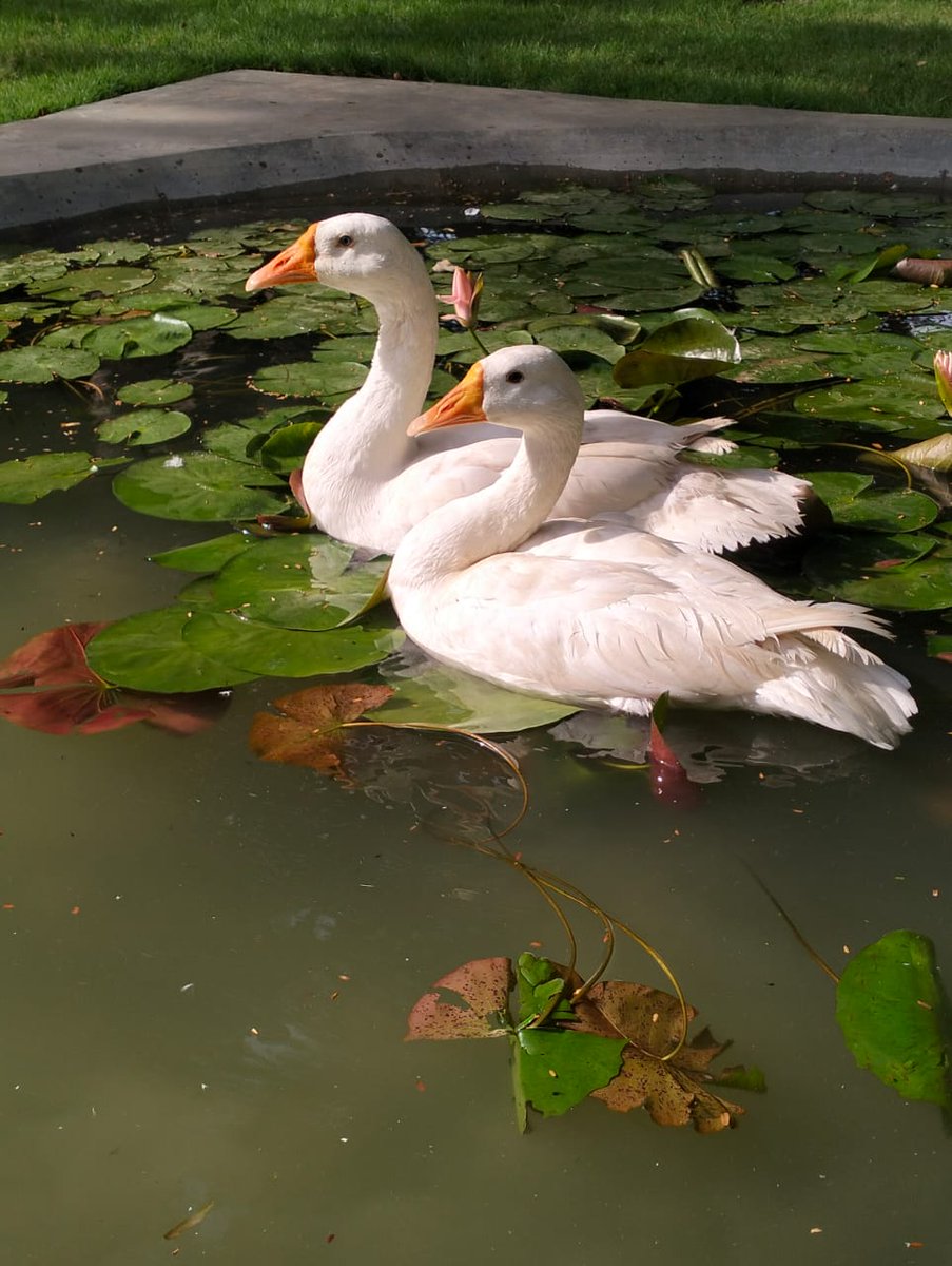 Beautiful swans🦢 amidst lush #greenery. #Naturecure Hospital, Begumpet. #Hyderabad #Telangana