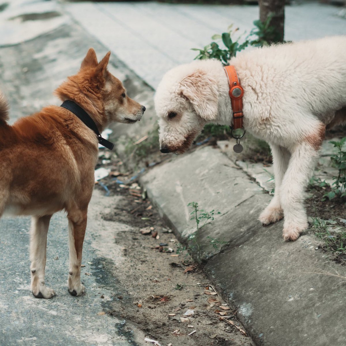 choquei's tweet photo. 🚨ATENÇÃO: Devido a forte onda de calor que atingirá o país essa semana, os animais de rua podem sofrer com a desidratação. Campanhas sugerem que a população deixe uma vasilha de água na porta de casa para ajudar os animais. 

No entanto, o recipiente deve ser lavado todos os dias a fim de evitar a proliferação de mosquitos da dengue e para que a água esteja sempre limpa.