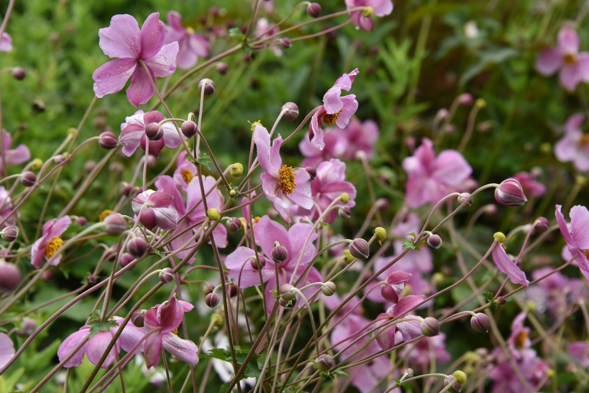 MaineGardens's tweet photo. Check out these pretty in pink plants! Put on your rose-colored glasses and come explore the Gardens.

The end of our regular season is getting closer every day, so don’t wait—get your advance tickets today: https://t.co/oEqXRV9zOT https://t.co/3lr4gnjm5X