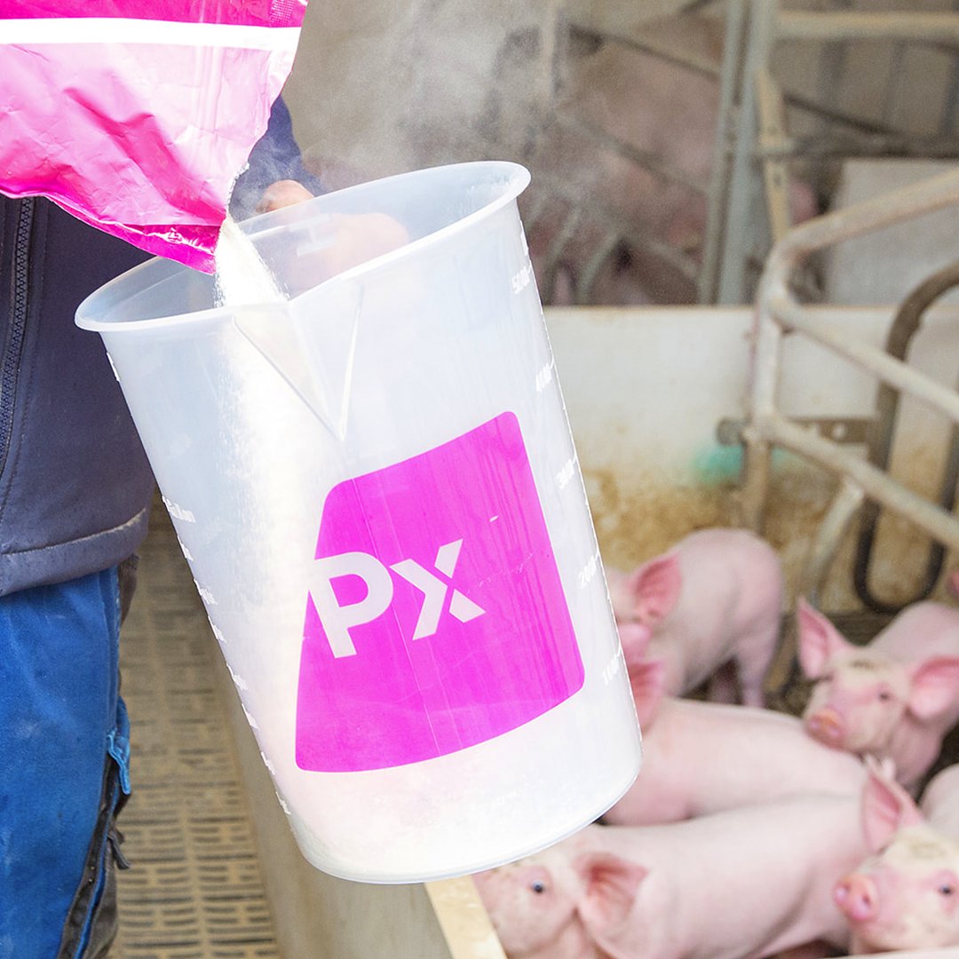 GetTonisity's tweet photo. Tonisity Px increases the length of the intestinal villi both pre and post-weaning by up to 35%. This increases the surface area of the intestine, resulting in better gut health, better nutrient absorption and better growth.
#farmpig #pigfarming #swine https://t.co/7vDTBxHLsp