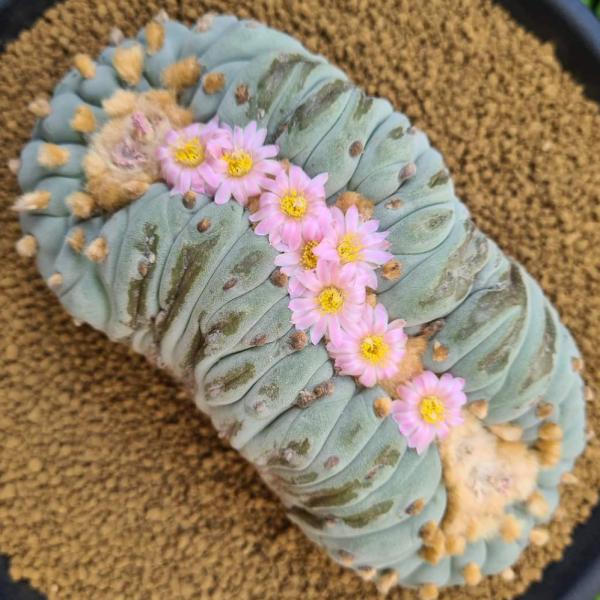 銀冠玉綴化
Lophophora fricii f. cristata
precious-cactus.com/product/l-fric…