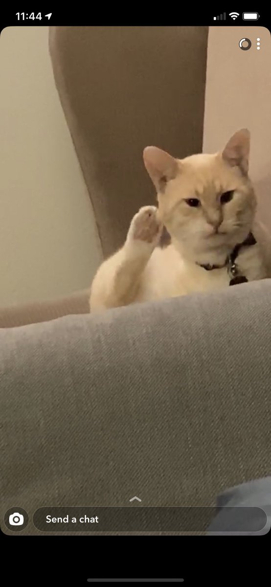 thammond1124's tweet photo. Someone pls meme-ify my cat https://t.co/SMNnsbrF65