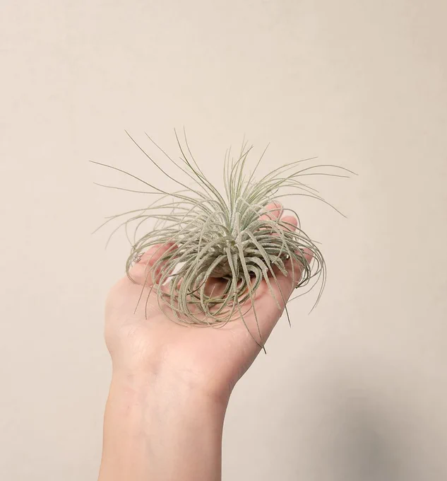 じゃあね、うちの草乗せるね 