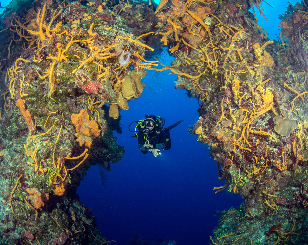 ProDiveInt's tweet image. 🤩 #ScubaCon in Boulder was a blast! Our deals are still valid until Sep 24th 👉 bit.ly/scubacon-2023 ! Cheers to our lucky raffle winners:

1. Stefanie Pabst - Yucatan Great Explorer
2. Robin Gamel - Yucatan Explorer

Hope to see y'all soon underwater! 

📷 Olga Torrey