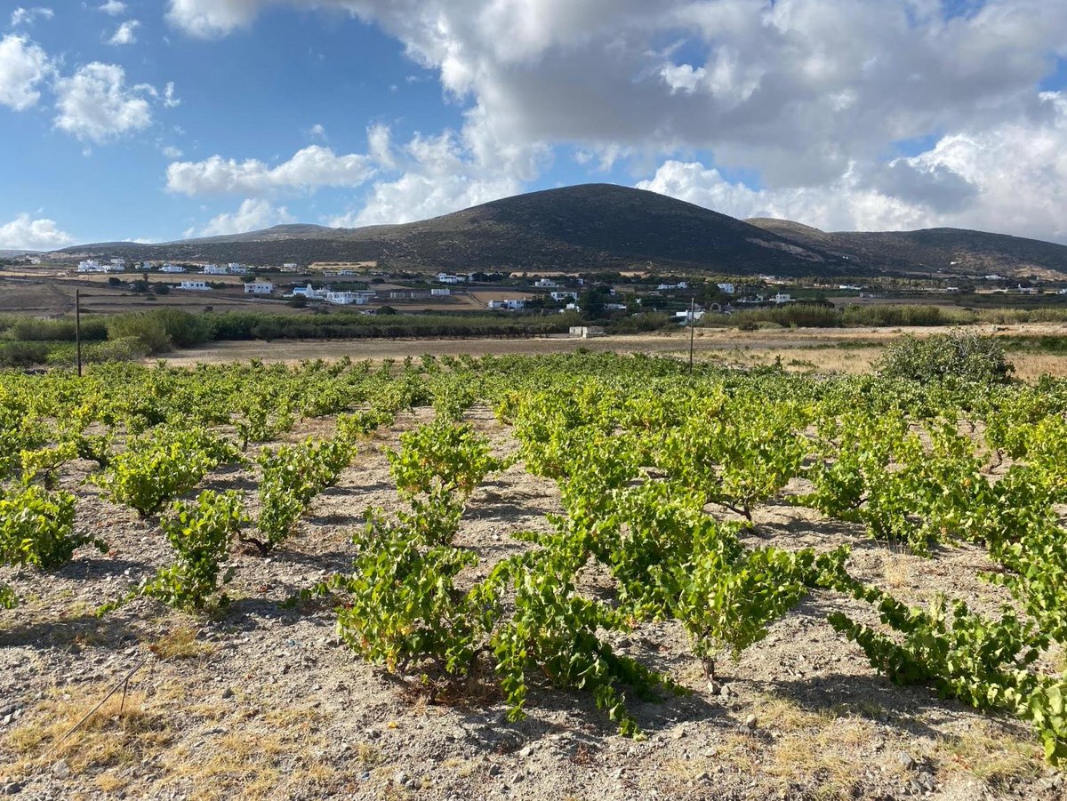 Paros Terrior is proving to support many different types of wonderful grapes. I am excited to see the bright future of wine on this island! The Wines of Paros: A Bright Vinous Future | Yiannis Karakasis MW🍇🥂 karakasis.mw/wines-paros via @ykarakasisMW #wine #Greece #Paros