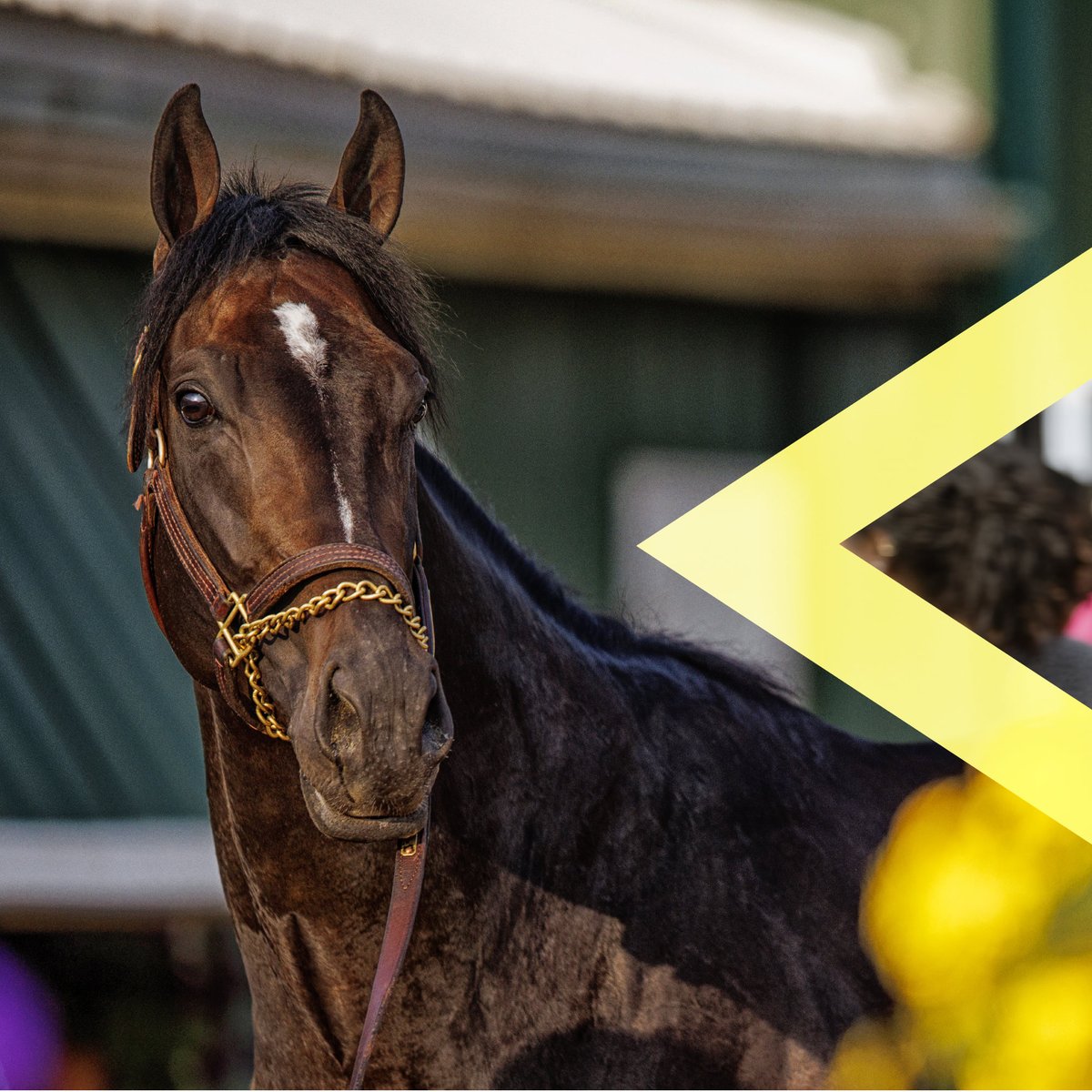 Preakness Stakes tweet media