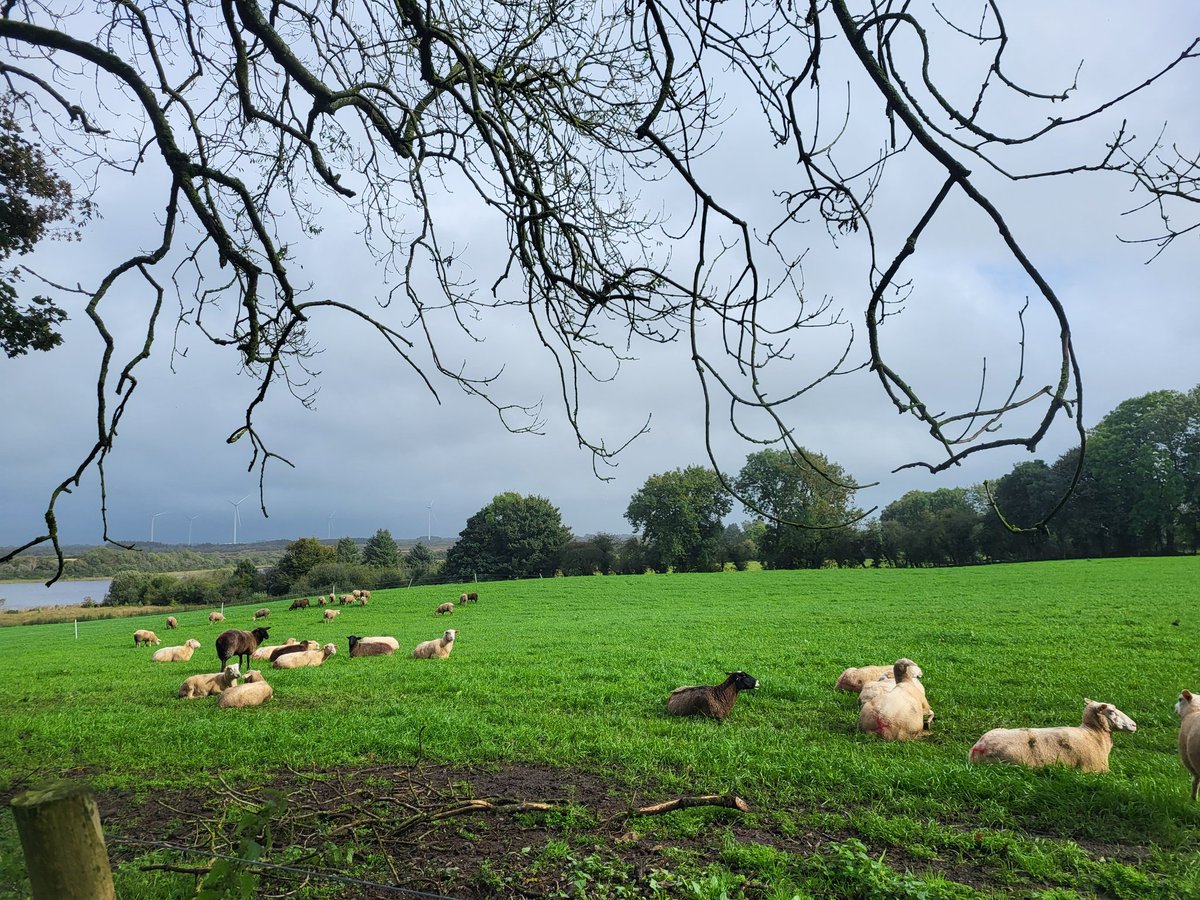 Velvet Cloud tweet media