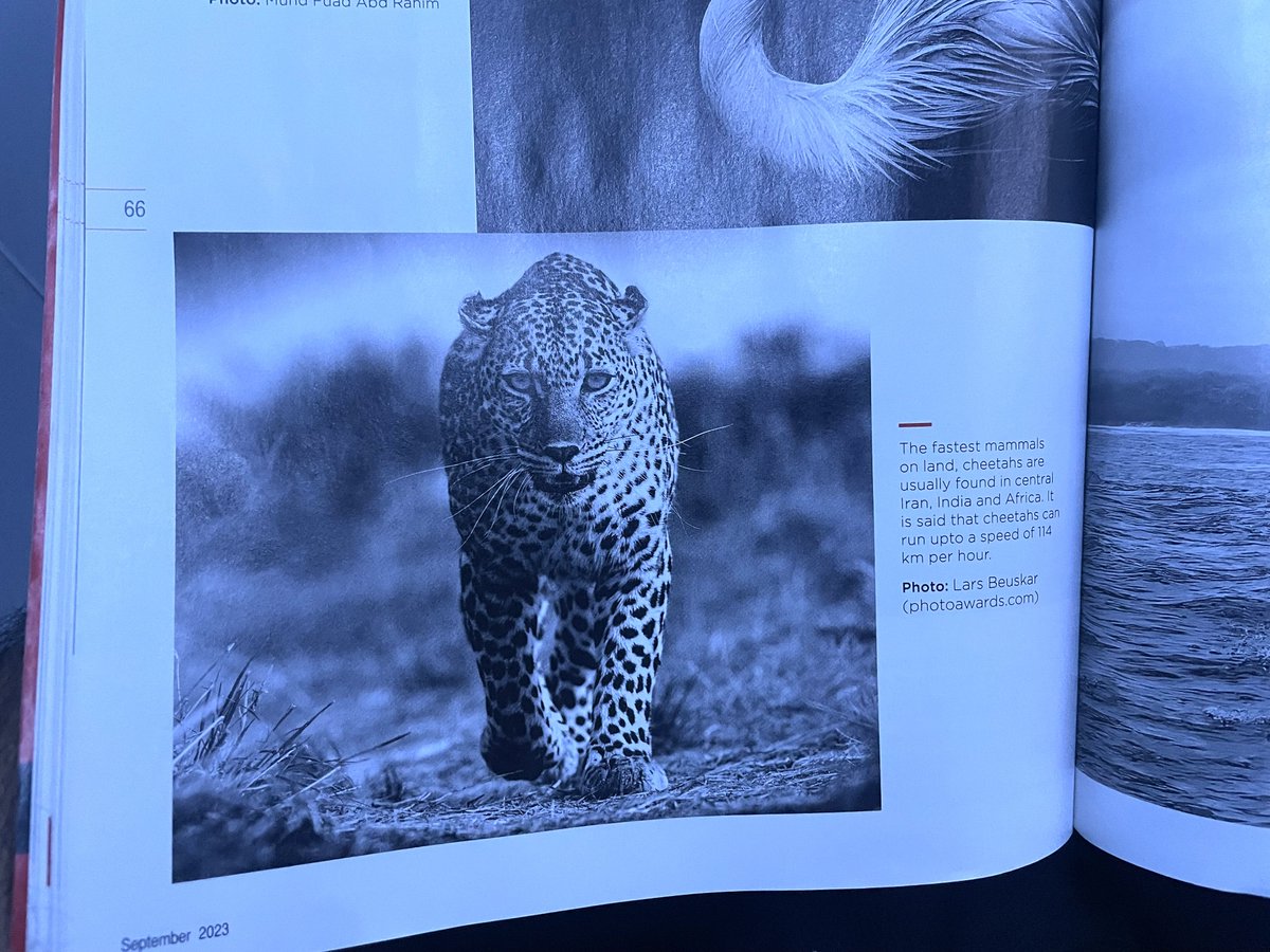ParveenKaswan's tweet photo. So Spice Flight magazine thinks it is a Cheetah. The fastest mammal on earth. What do you think ? @flyspicejet https://t.co/UyxfQcihSK