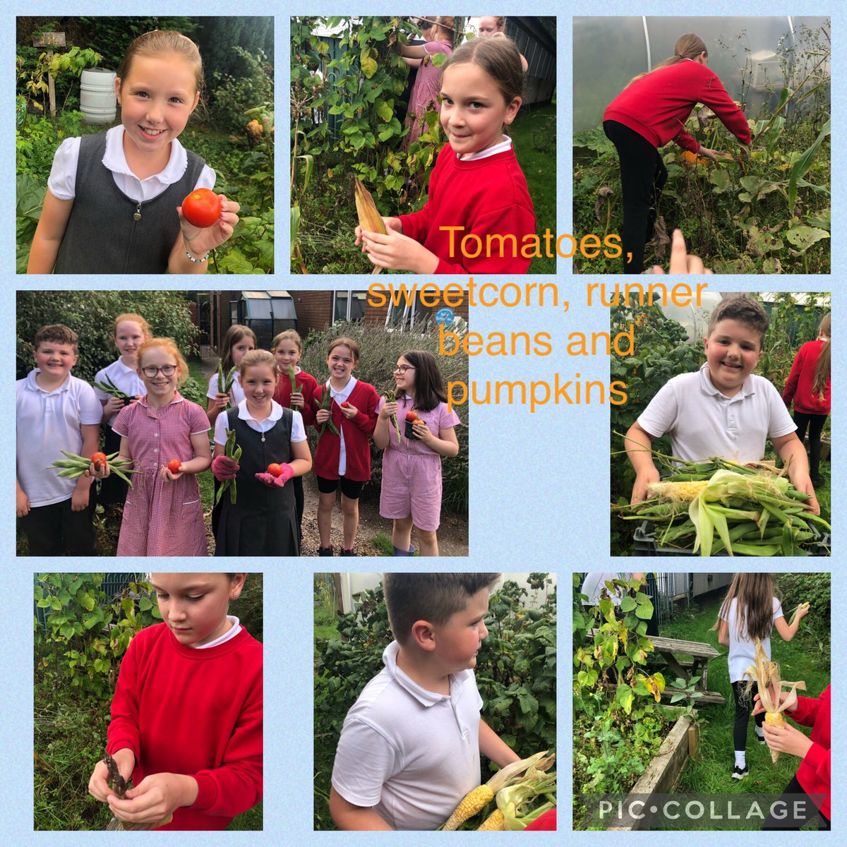 Lia Harris tweet media