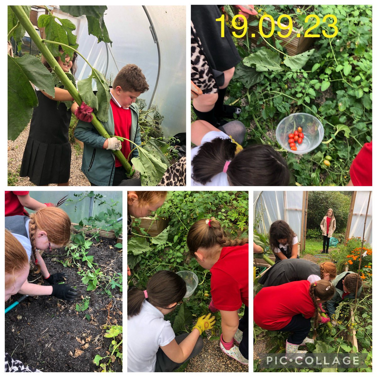 <a href="/PengamYear6/">Pengam Year 6</a> <a href="/PengamYear5/">Pengam Year 5</a> We have been busy these past 2 weeks in Gardening Club. We harvested plenty of runner beans, tomatoes, potatoes and sweetcorn 🥔 🍅🫛 🌽