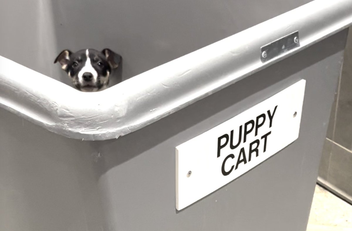 we're asking for the public's help in locating the Puppy Cart after one of the puppies set it to autopilot and then accidentally ejected themselves