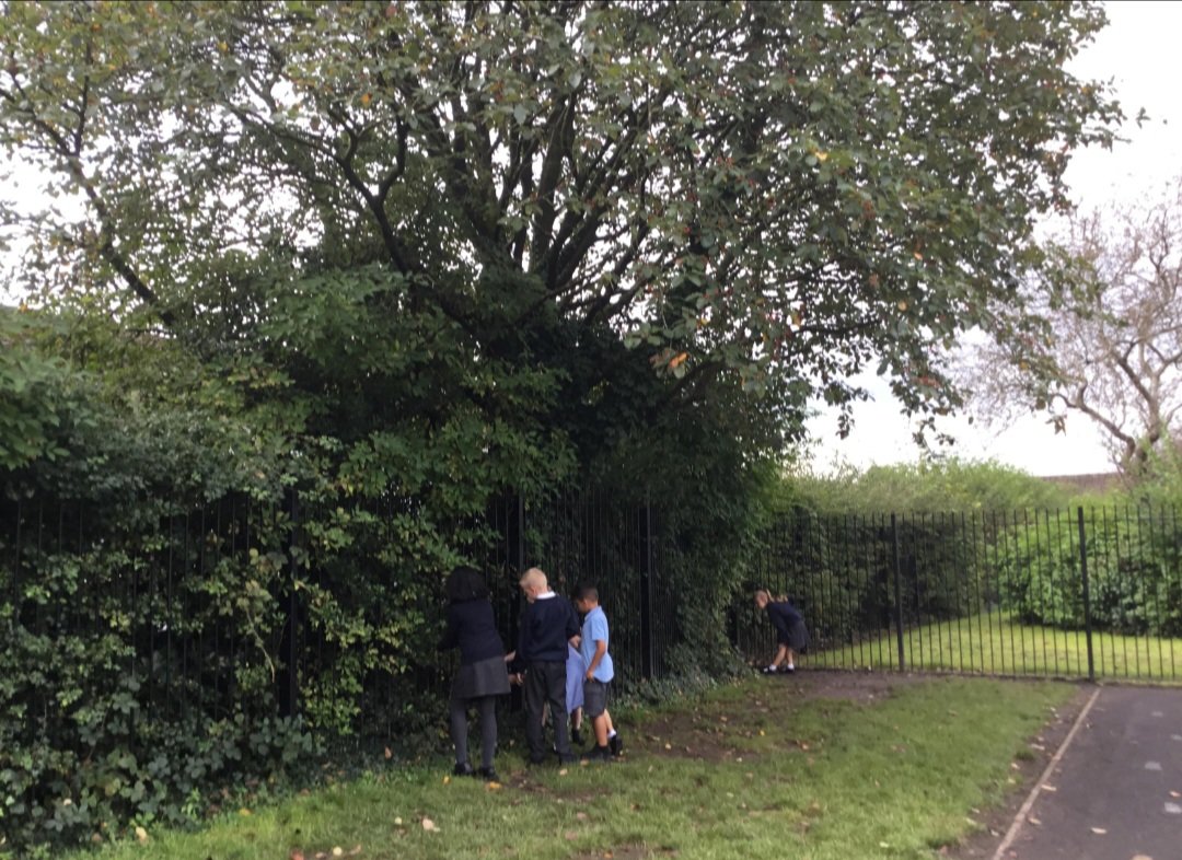 Year 3 have been exploring features in the natural environment 🌳 🌼