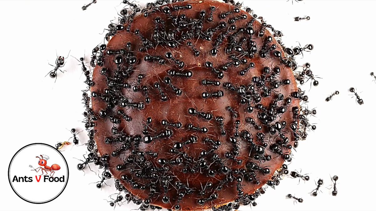 AntsVFood's tweet photo. Time Lapse Ants Eating Jaffa Cake #antcolony #timelapse4k #myrmecology #insects #Entomology #antomology #ants #antseating #timelapsevideo #antstimelapse https://t.co/6JlA4TciRb