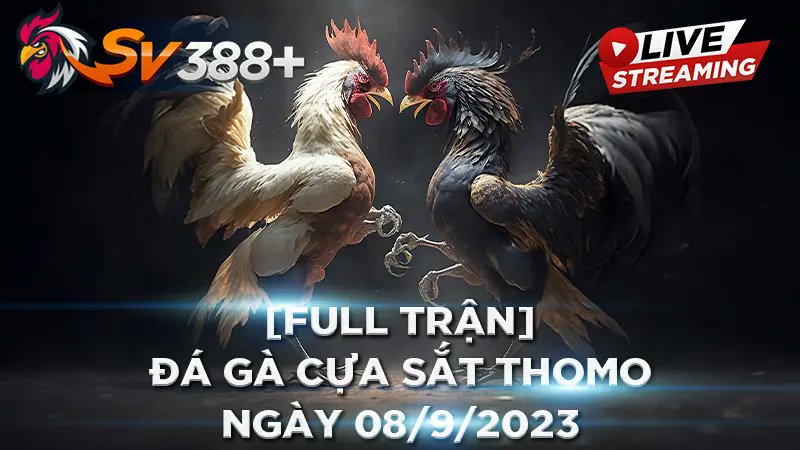 casino tk88 - Khám Phá Đấu Trường Gà Trực Tuyến Hấp Dẫn Nhất