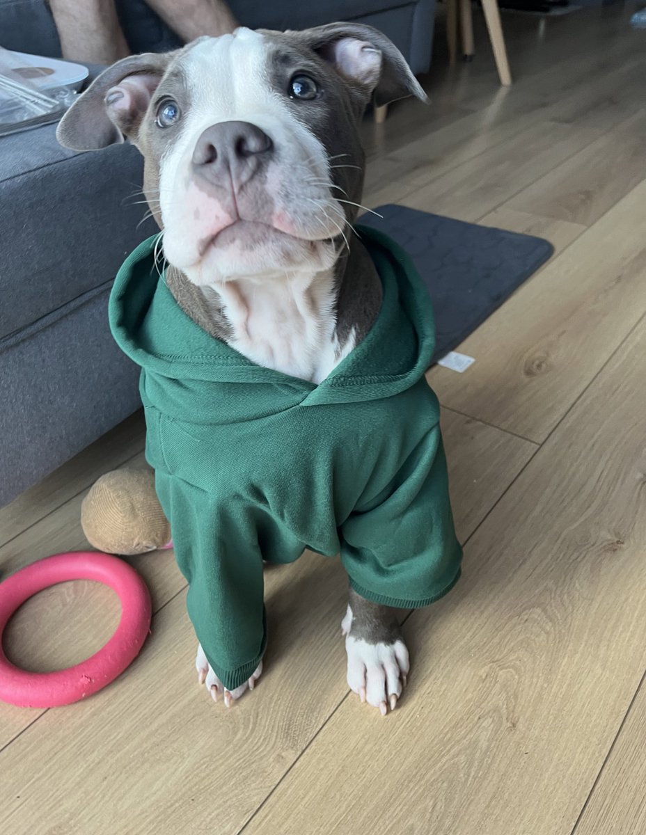 maszuulka's tweet photo. заказали худи💚 https://t.co/Gp5baSTymr