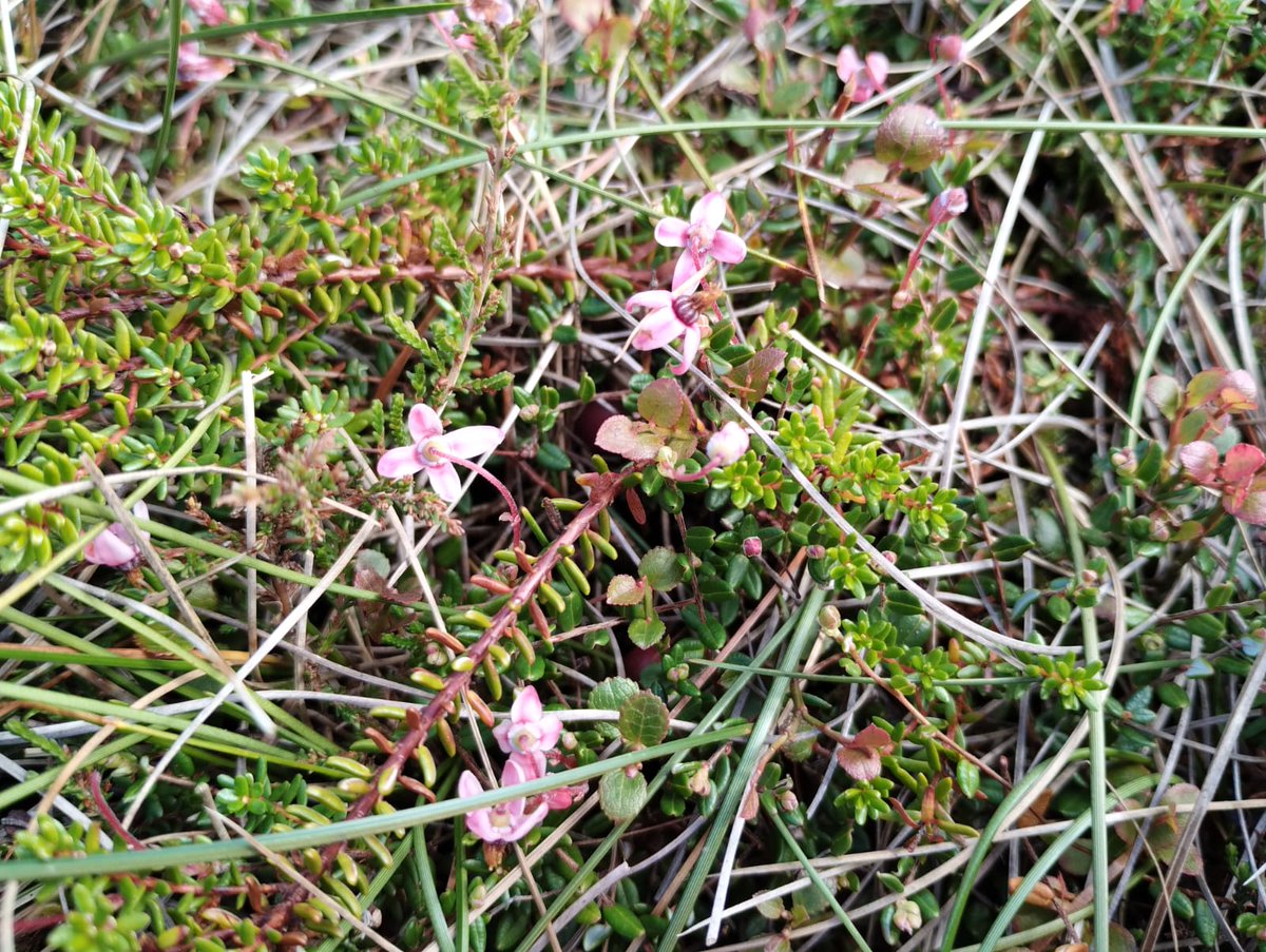 When peatland is healthy it's wonderful to see how quickly nature will make it their home. We spotted this cranberry in flower growing over sphagnum moss we planted in 2020 #biodiversity #peatlandmatters