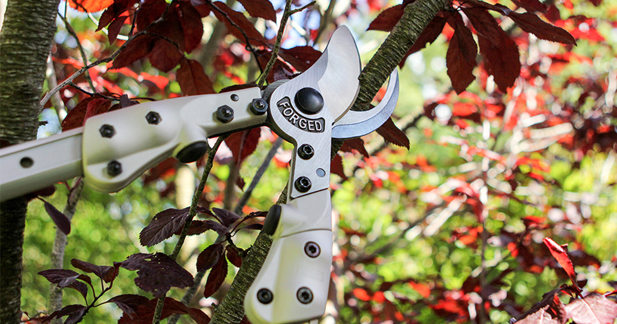 DarlacGardening's tweet image. Our Expert Telescopic Bypass Loppers are ideal for when the cleanest cut is needed. The telescopic handles are easy to extend and are perfect for reaching higher branches!

Add them to your tree pruning toolkit today 🌳
darlac.com/product/dp1022… 

#gardenuk #darlac #loppers