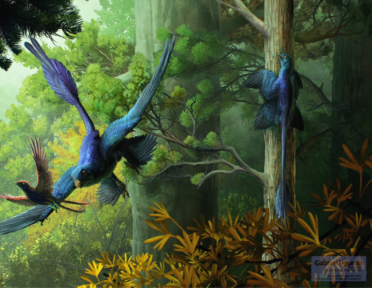 Gabriel N. U. tweet media