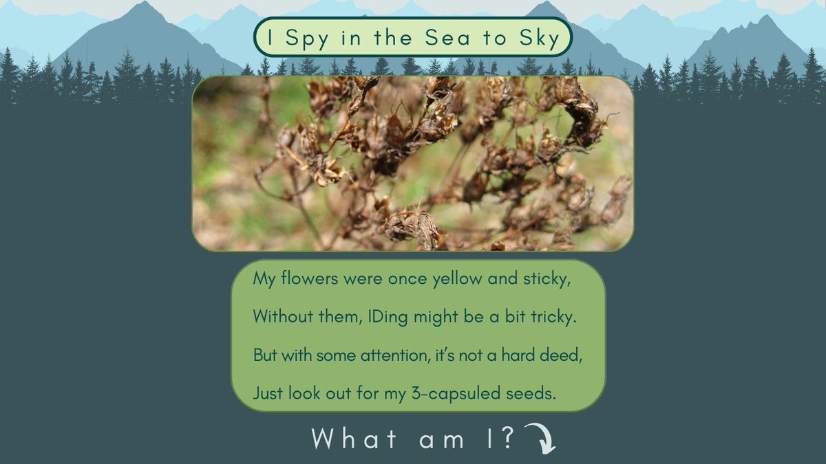 Sea To Sky Invasives tweet media